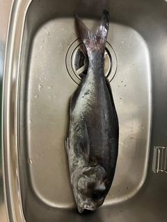 メダイの釣果