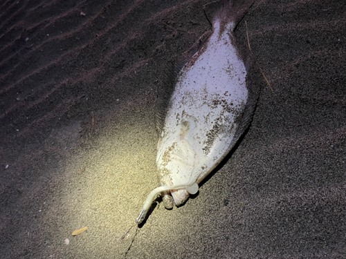 ヒラメの釣果