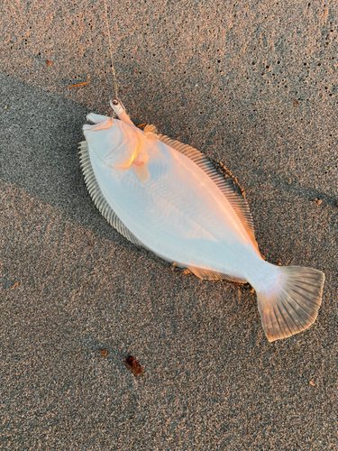 ヒラメの釣果