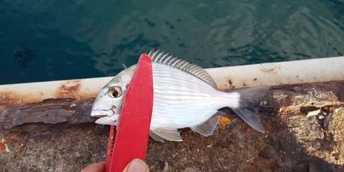 ヘダイの釣果