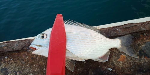 ヘダイの釣果