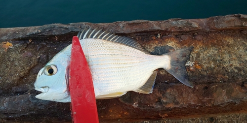 ヘダイの釣果