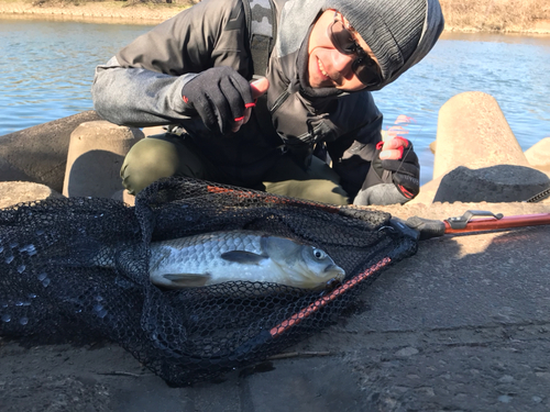 ヘラブナの釣果