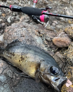 クロメバルの釣果