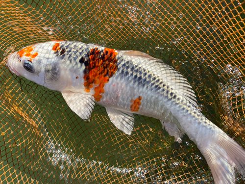 コイの釣果