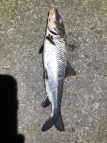 ニゴイの釣果