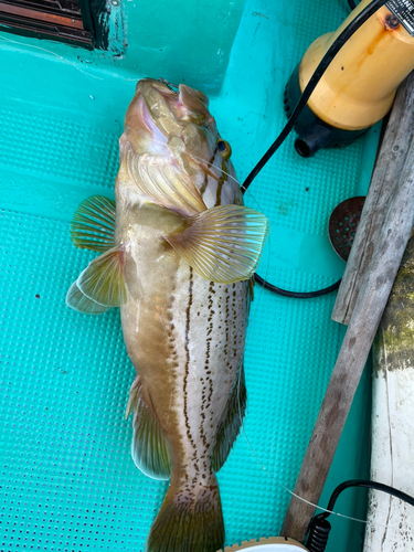 イヤゴハタの釣果