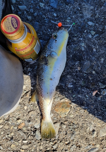 ショウサイフグの釣果