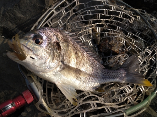 キビレの釣果