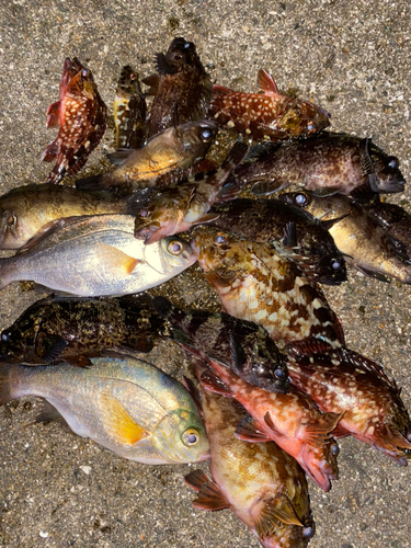 ウミタナゴの釣果