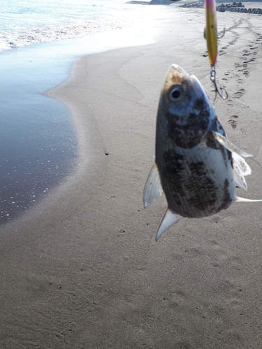 ツバメコノシロの釣果