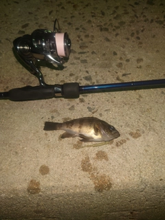 アオメバルの釣果