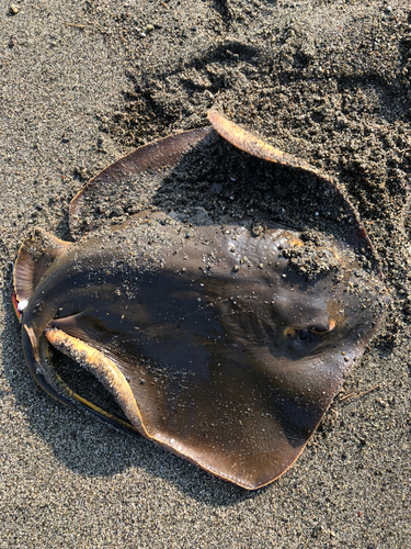 エイの釣果