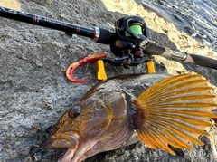 アイナメの釣果