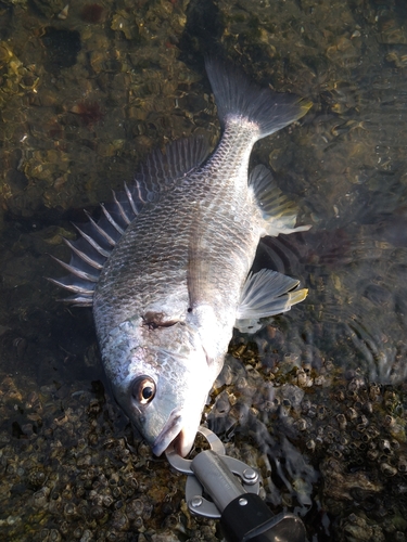 キビレの釣果