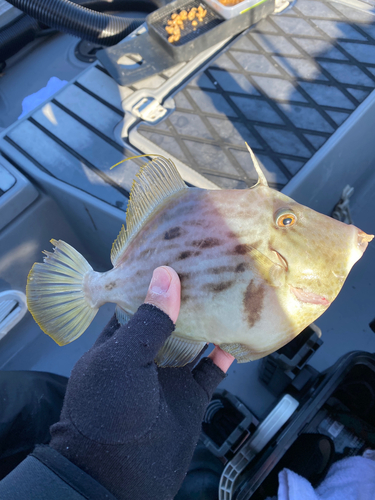 カワハギの釣果