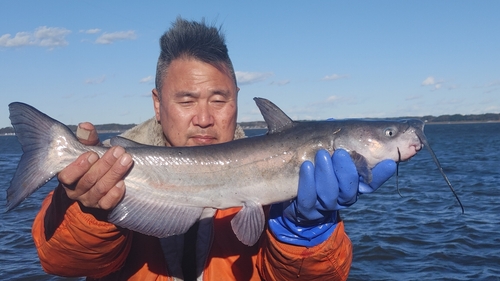 アメリカナマズの釣果