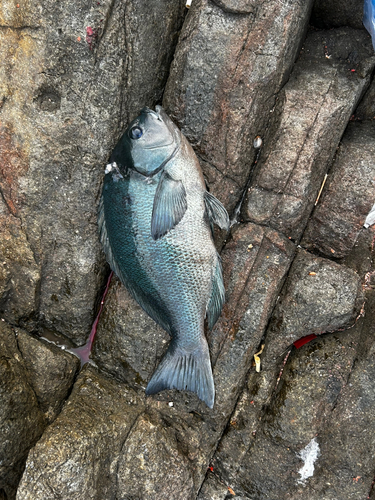 クロの釣果