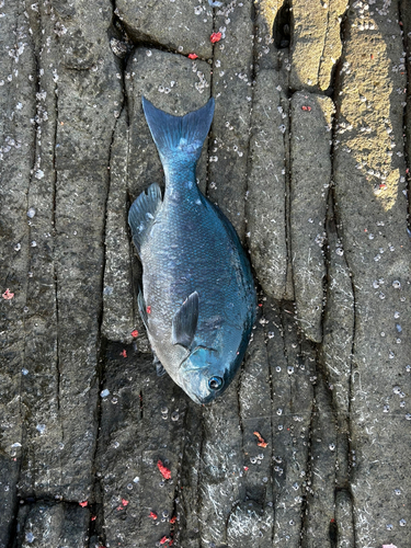 クロの釣果