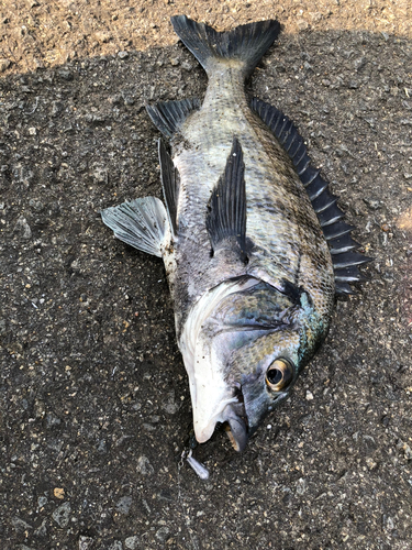 チヌの釣果