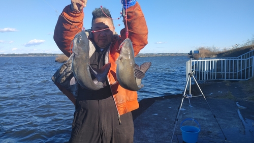 アメリカナマズの釣果