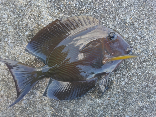 トカジャーの釣果