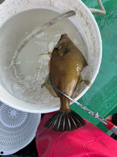 ウマヅラハギの釣果