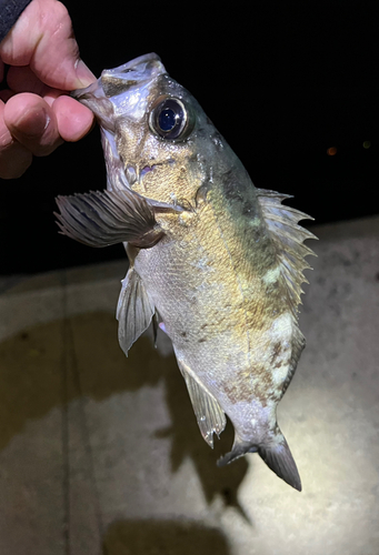 メバルの釣果