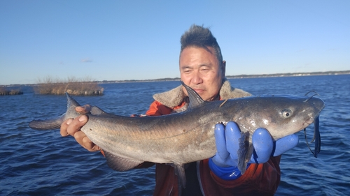 アメリカナマズの釣果