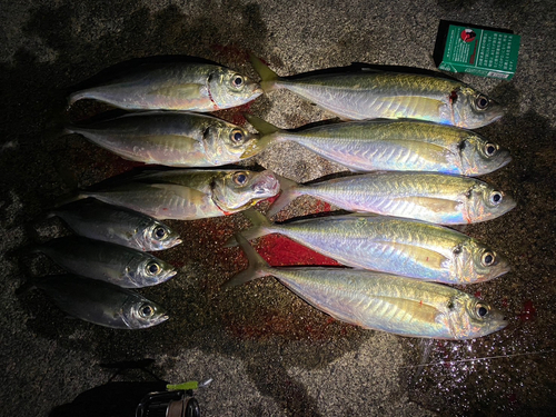 アジの釣果