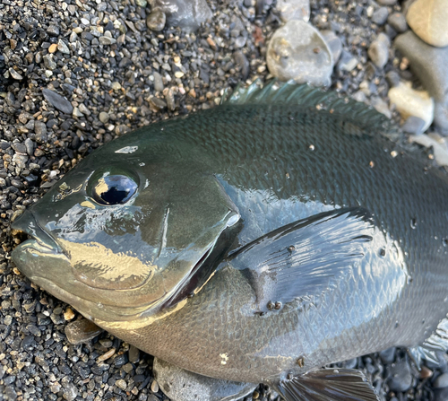 メジナの釣果