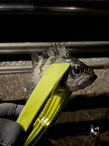 メバルの釣果