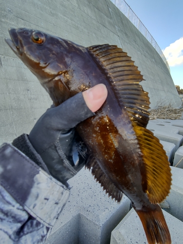 アイナメの釣果