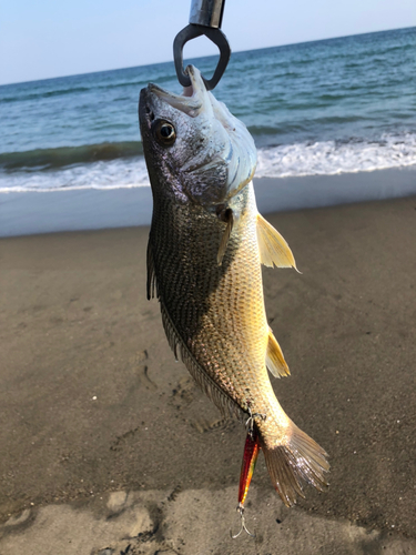 シログチの釣果