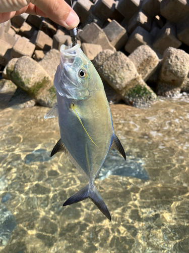 ガーラの釣果