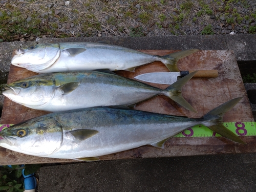 ブリの釣果