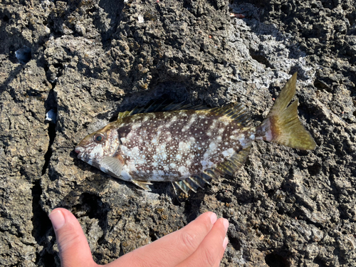 アイゴの釣果