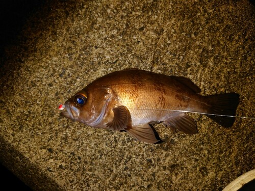 メバルの釣果