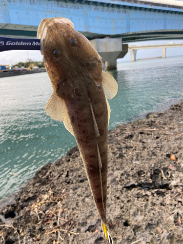 ミナミマゴチの釣果