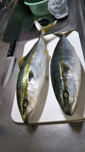 ハマチの釣果