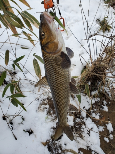 ニゴイの釣果