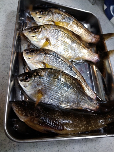 ウミタナゴの釣果