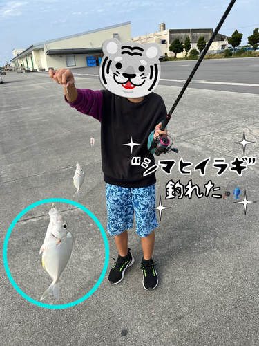 シマヒイラギの釣果