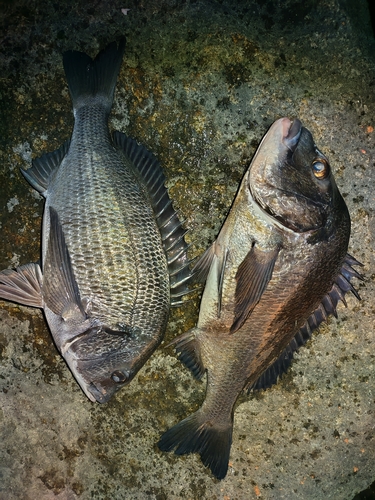 チヌの釣果