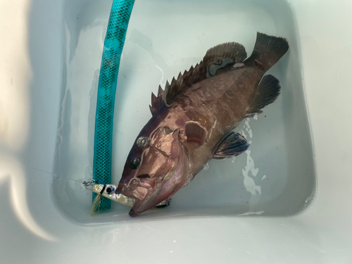 マハタの釣果