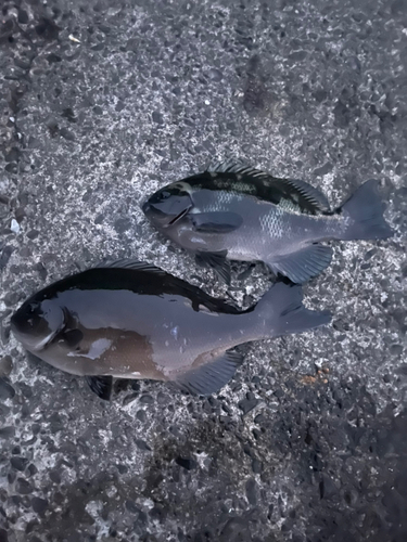 メジナの釣果