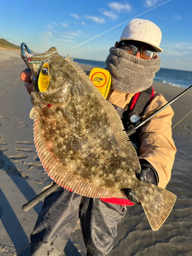 ヒラメの釣果