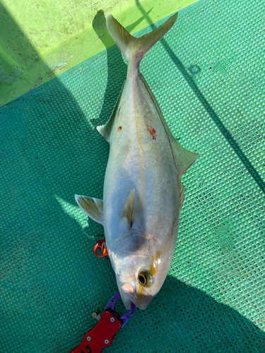 ネリゴの釣果