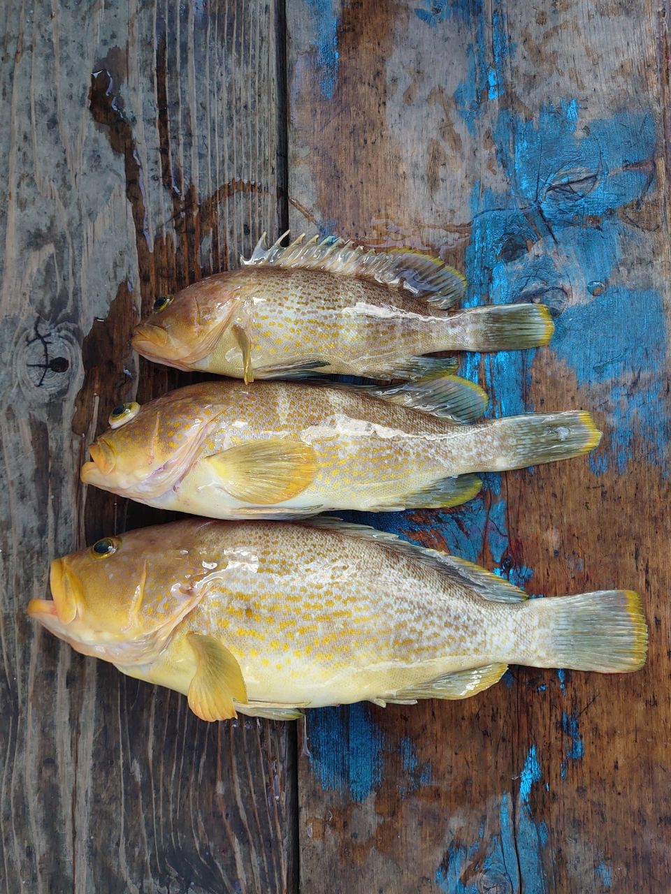 ごえもん☺さんの釣果 3枚目の画像