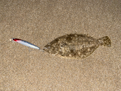 ヒラメの釣果